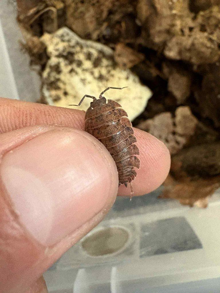 Trachelipus sp (Turkey, Istanbul)