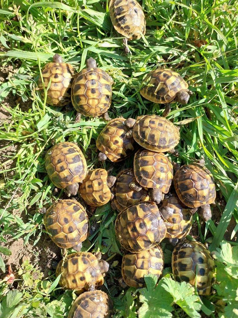 Suchozemská želva zelenavá, testudo hermanni