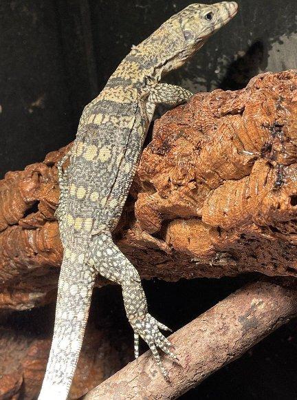 Varanus salvator sulfur