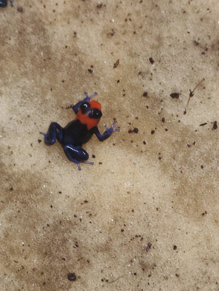Ranitomeya benedicta "Pampa Hermosa"