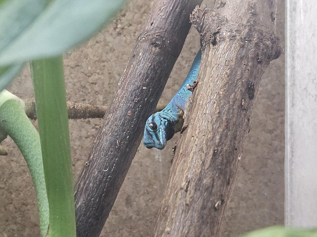 Lygodactylus Williamsi