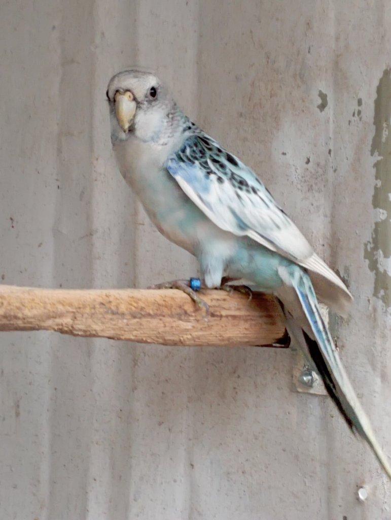 Rosela pestrá černá, modrá, zlatá