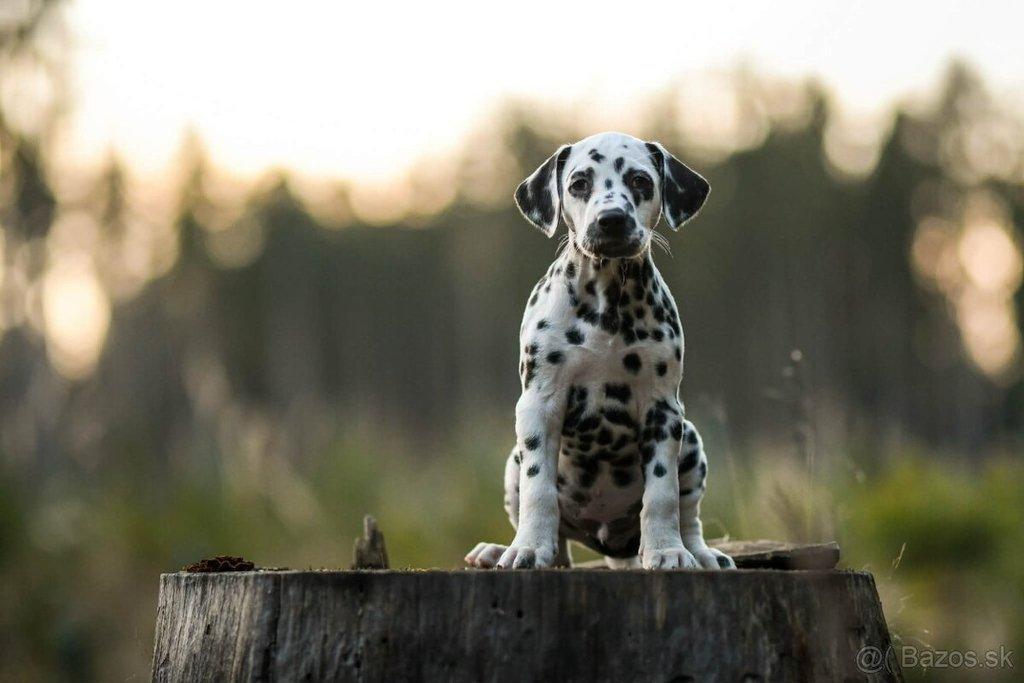 Prodám pejska dalmatina