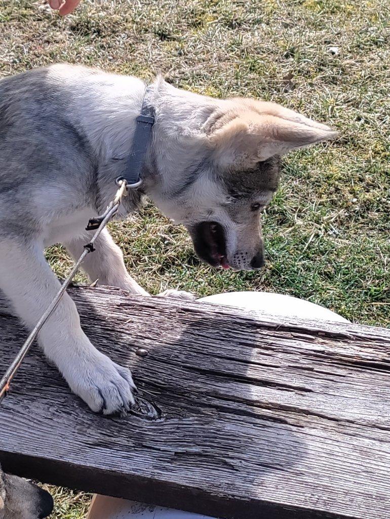 Československý vlčák s rodokmenem TOP spojení