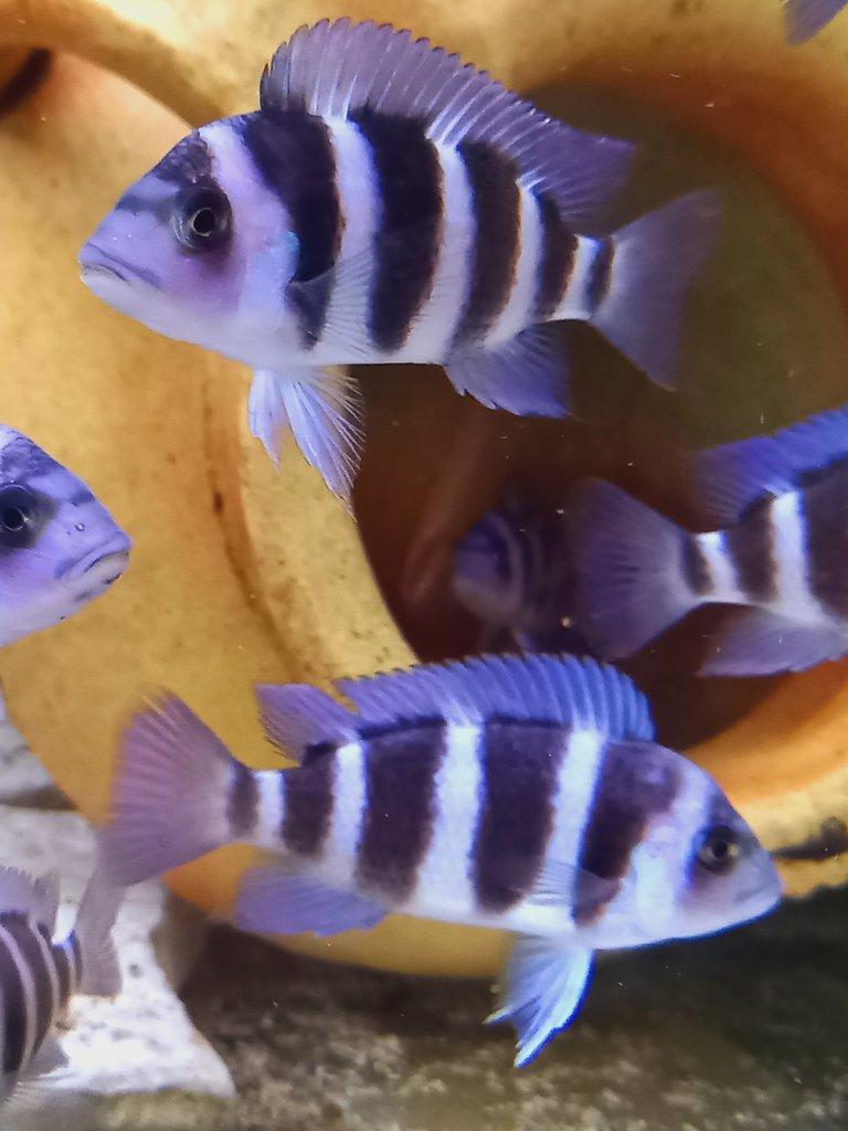Tanganyika