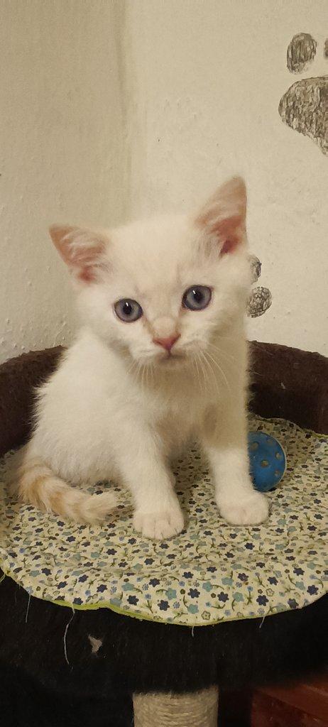 Britská koťata bez PP