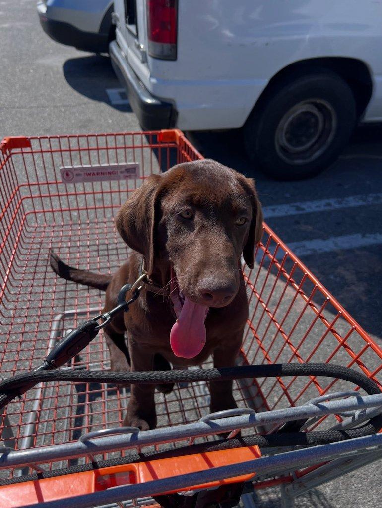 Prodáme štěňata labradorského retrívra