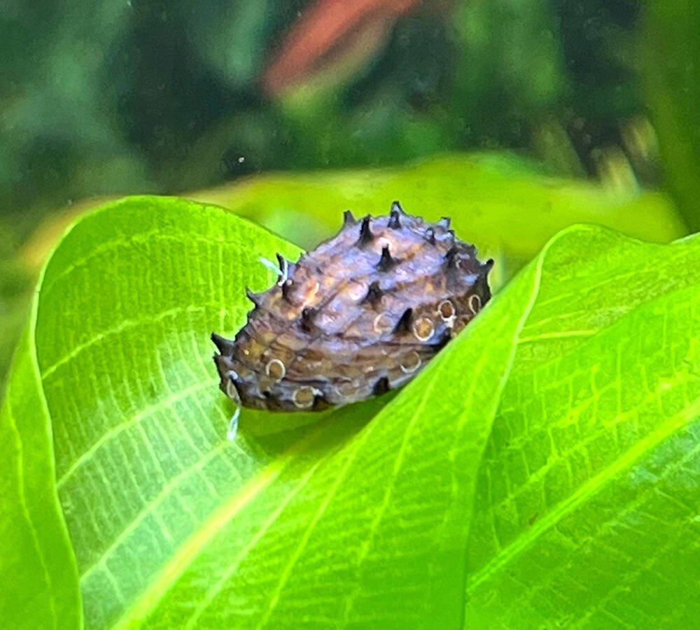 Neritina juttingae