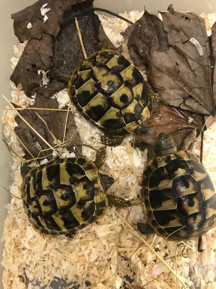 Želva zelenavá, Testudo hermanni boettgeri mláďata i dospělí