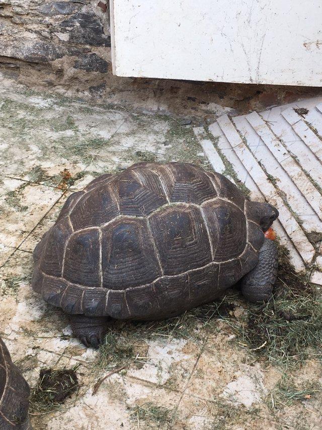 Želva obrovská, Aldabrachelys gigantea