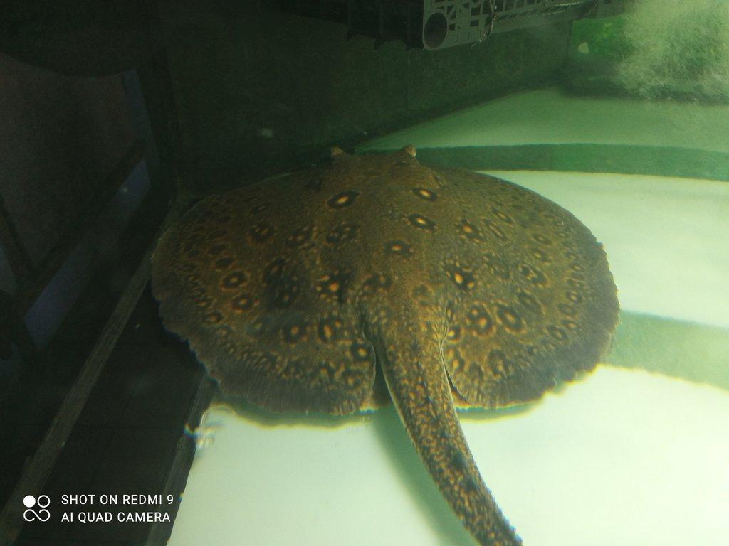 Potamotrygon