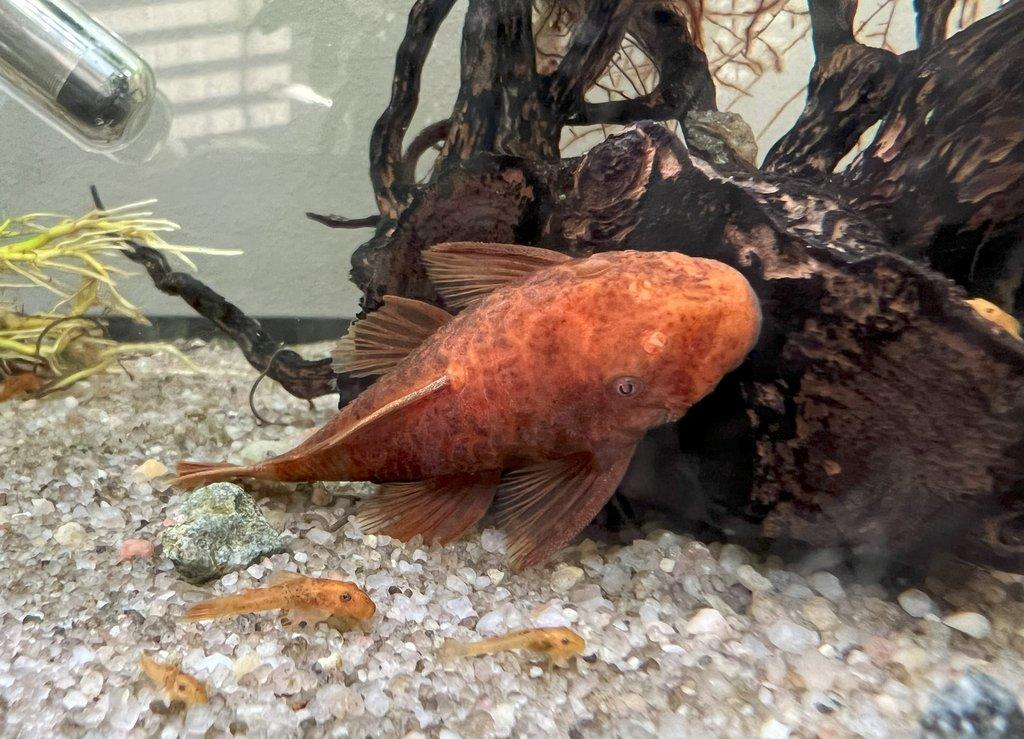 Ancistrus sp. super red - odchovy