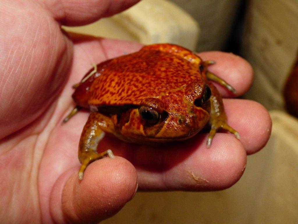 Parosnička rajská (Dyscopus guinetty)