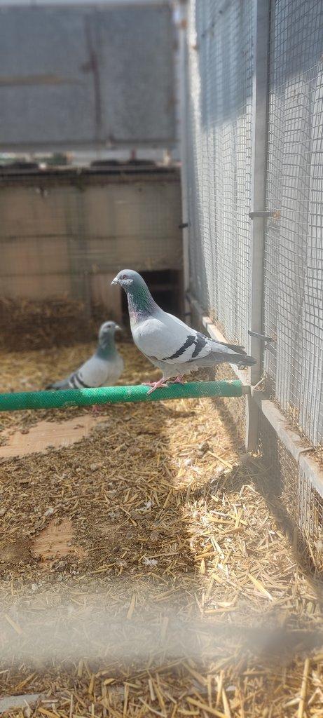 Holub poštovní samec