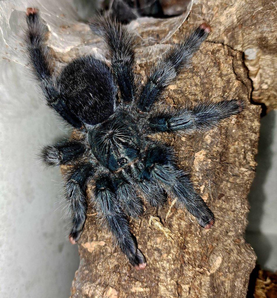 Avicularia aj. Živá exitoka B03
