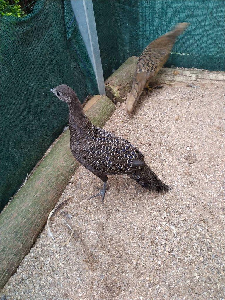 Bažant paví šedý 1,0 kroužek 25