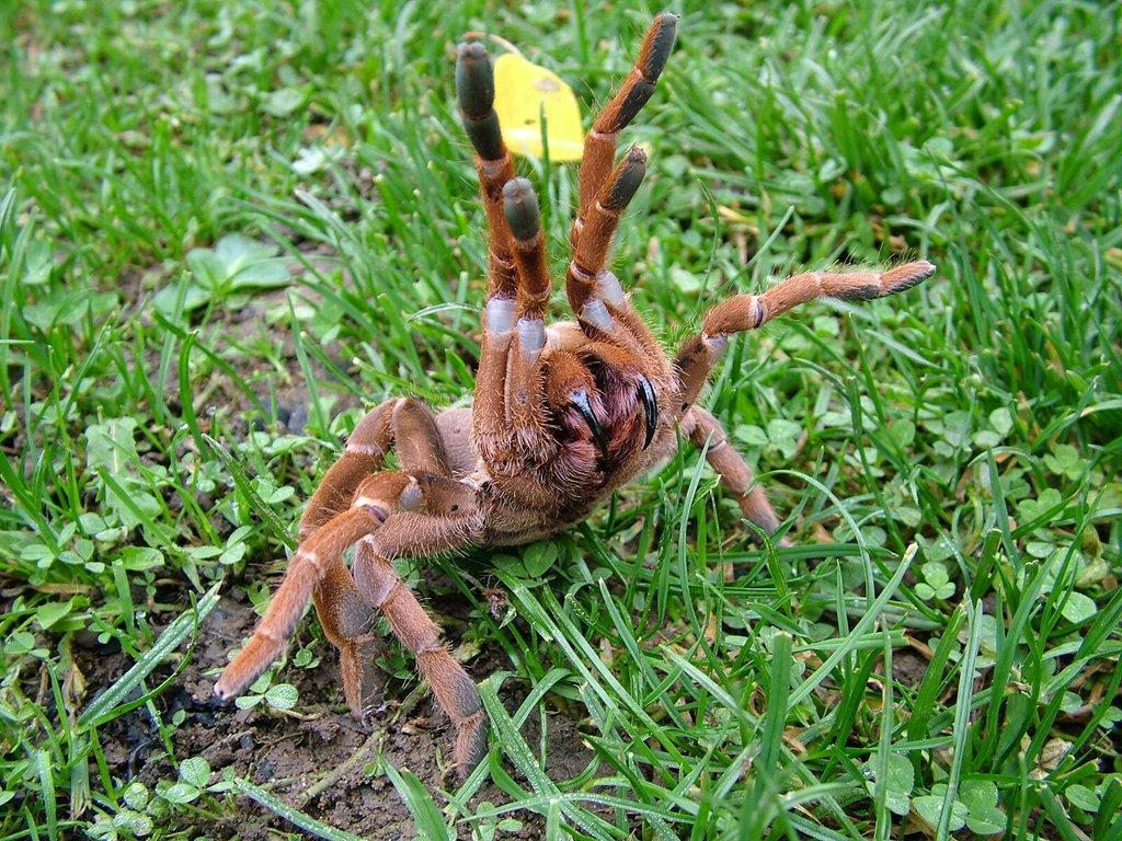 Citharischius crawshayi