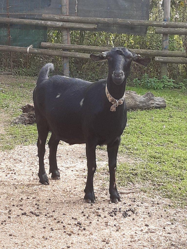 Anglonubijská koza podílová s POP