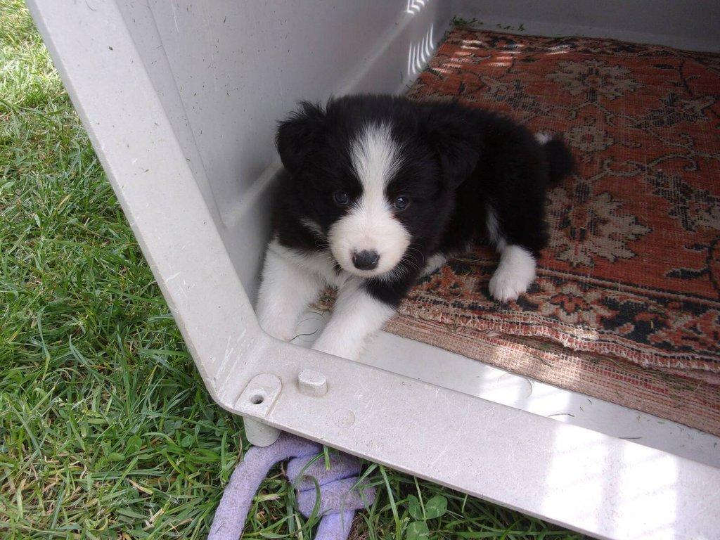 Border kolie /  collie štěňata s PP (FCI)