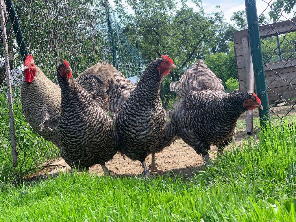 Žerzejský obr, Rodajlendka, Brahmánka porcelánová, Mechelenka🥚 (násadová vejce)