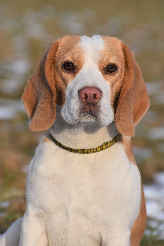 Beagle