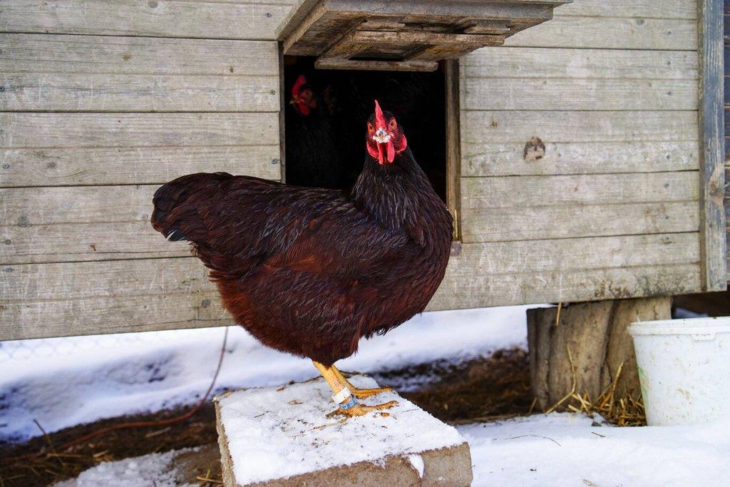Rodajlendka 🥚🐣 (násadová vejce i kuřátka)