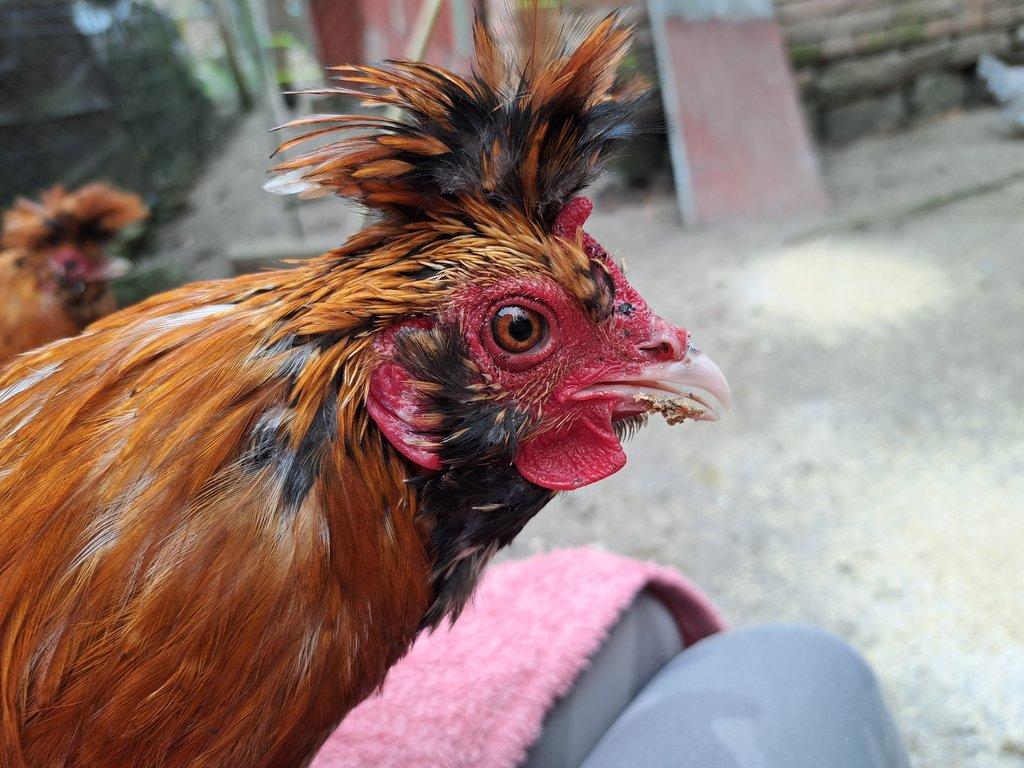 Kohout Pavlovka - Pavlovská slepice