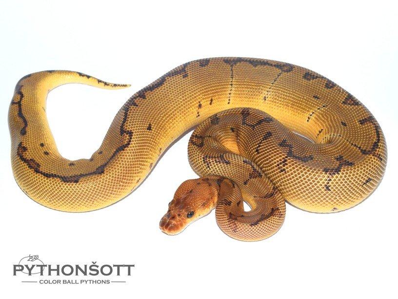 POSLEDNÍ LOŇSKÁ MLÁĎATA KRAJTY KRÁLOVSKÉ ( Python regius)