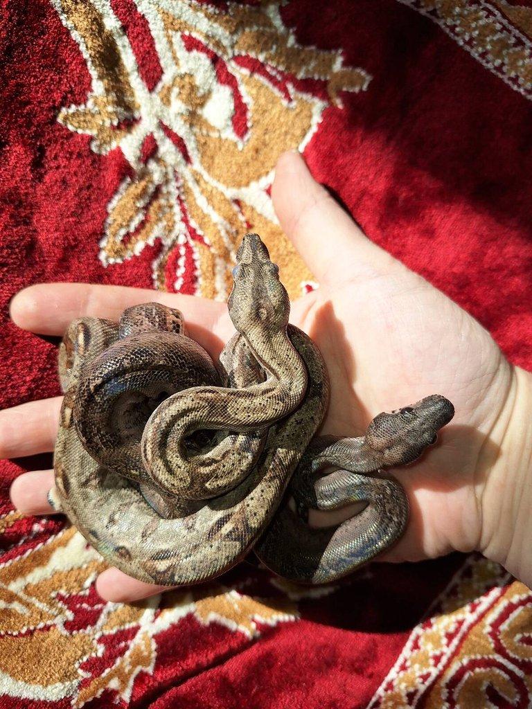 Dva samci Boa imperator, jeden z nich Leopard, NZ 2025