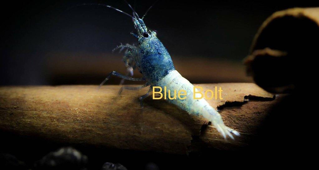 TOP PREMIUM AKVA KREVETKY Caridina a Neocaridina - Odchovy