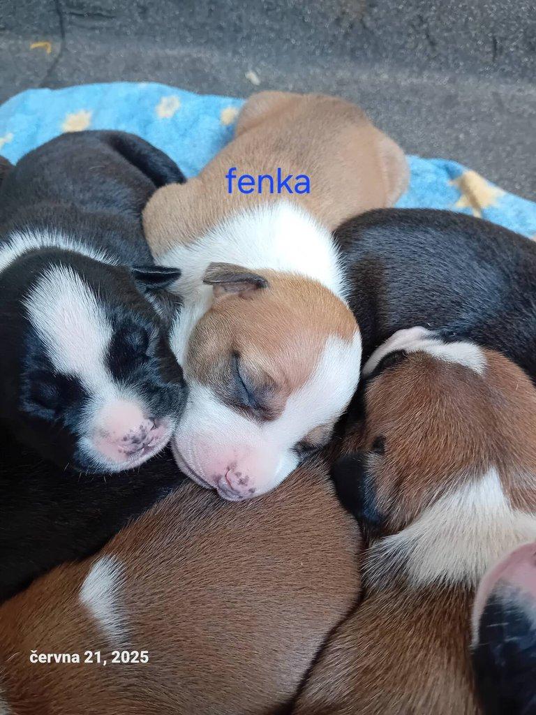Americký stafordšírský teriér