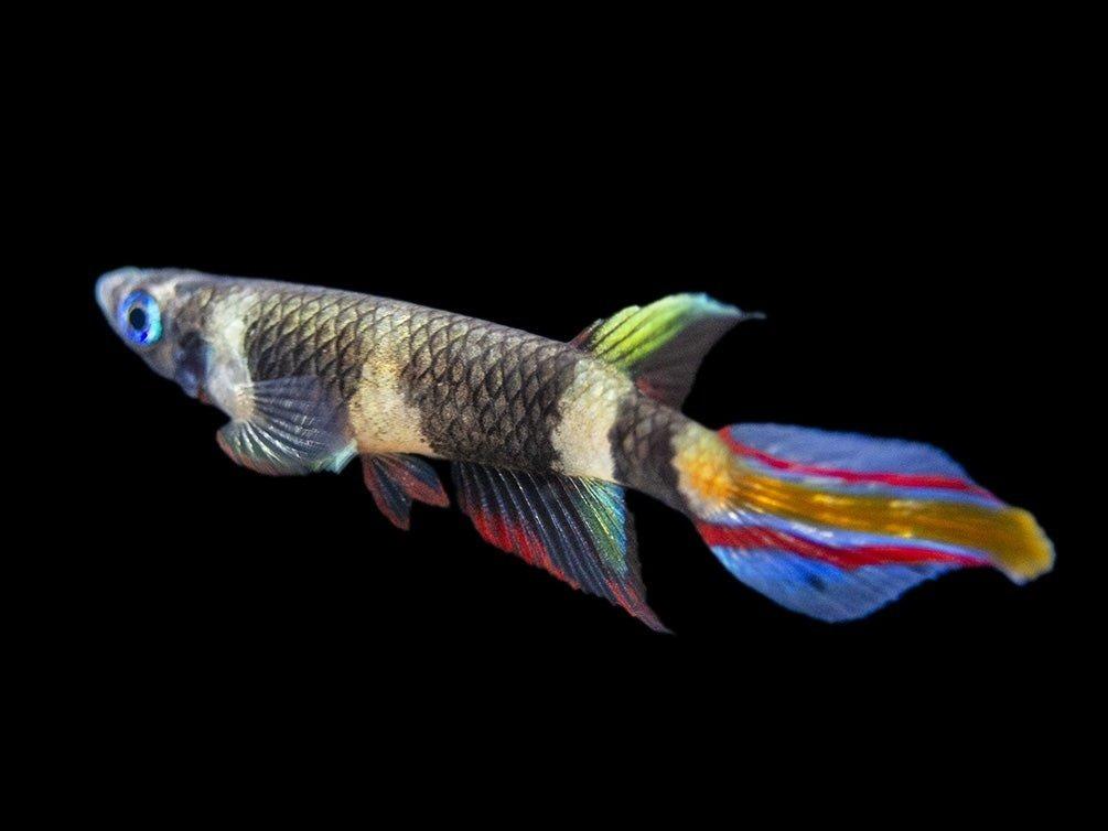 Epiplatys annulatus, panchax prstencový, halančík