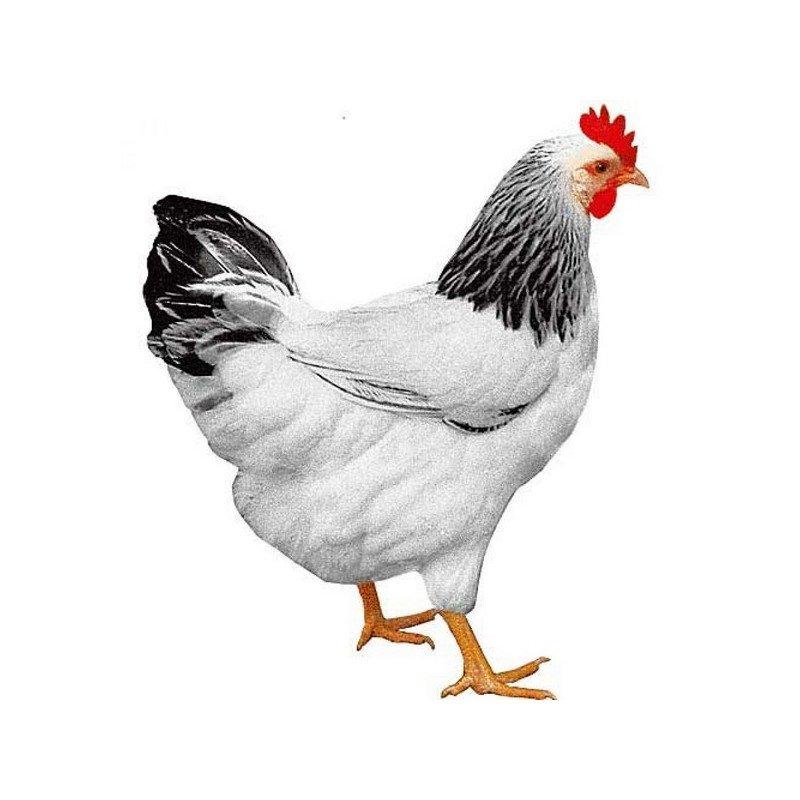 Kuřata , kuřátka nosnic Dominant