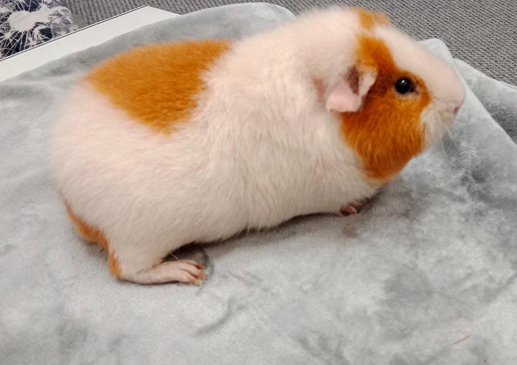 Morče US Teddy na prodej