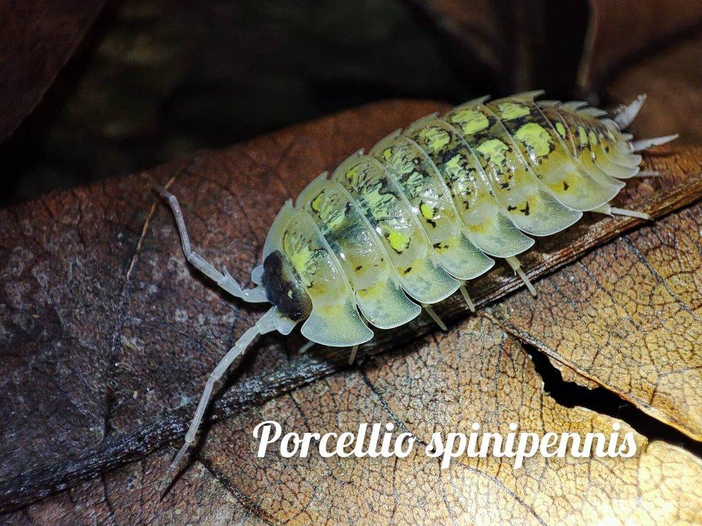 Obrovská sbírka isopod
