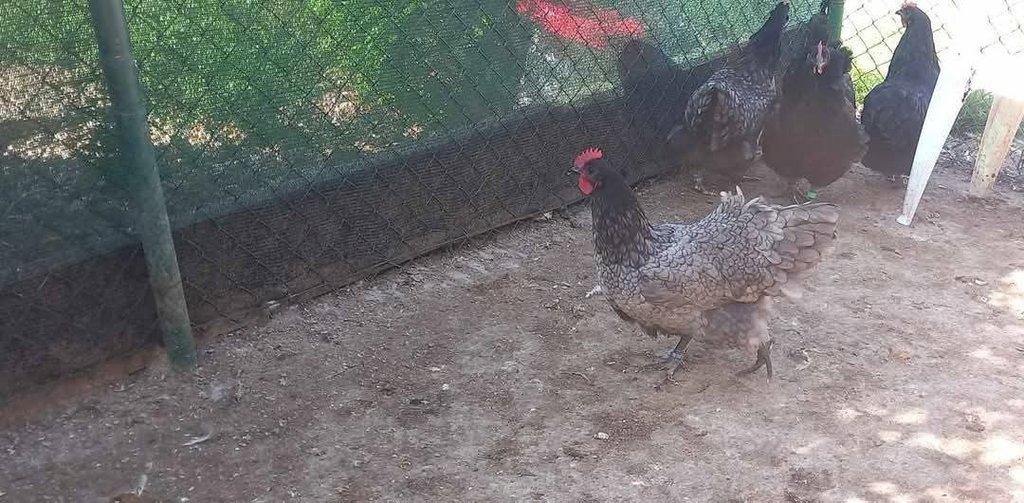 Násadová vejce Australky velké černé a modré s lemy