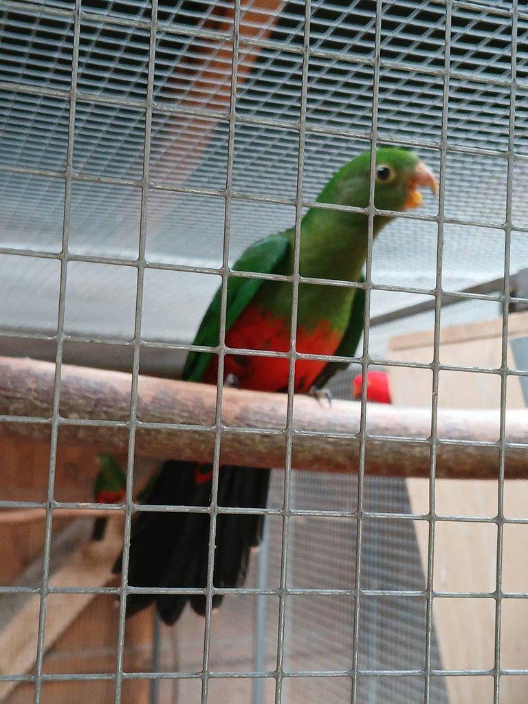 Papoušek královský