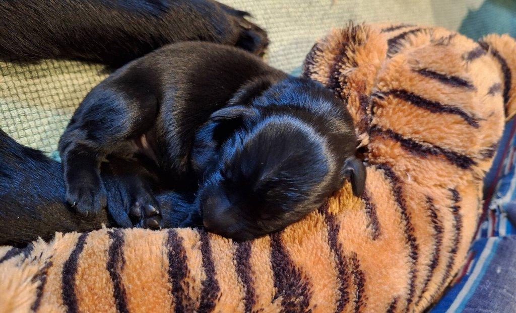 Flat Coated Retriever - štěňátka s PP + možnost výcvikových a socializačních lekcí zdarma