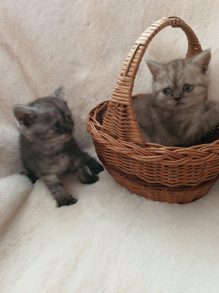 Prodam britska Whiskas kotata