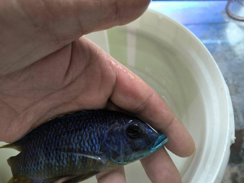 Malawi Tanganika