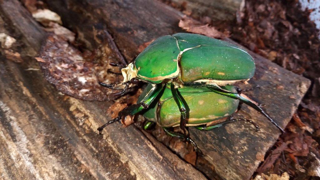 Mecynorrhina torquata immaculicollis a Chelorrhina polyphemus confluens