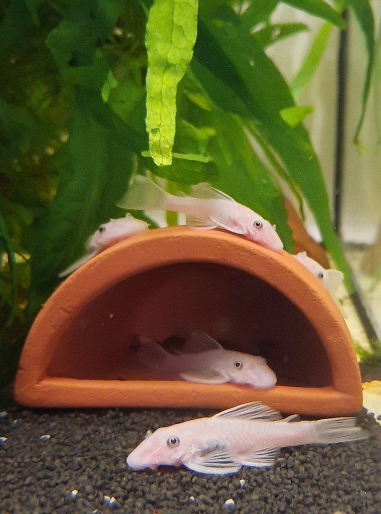 Koupím Ancistrus Snow White