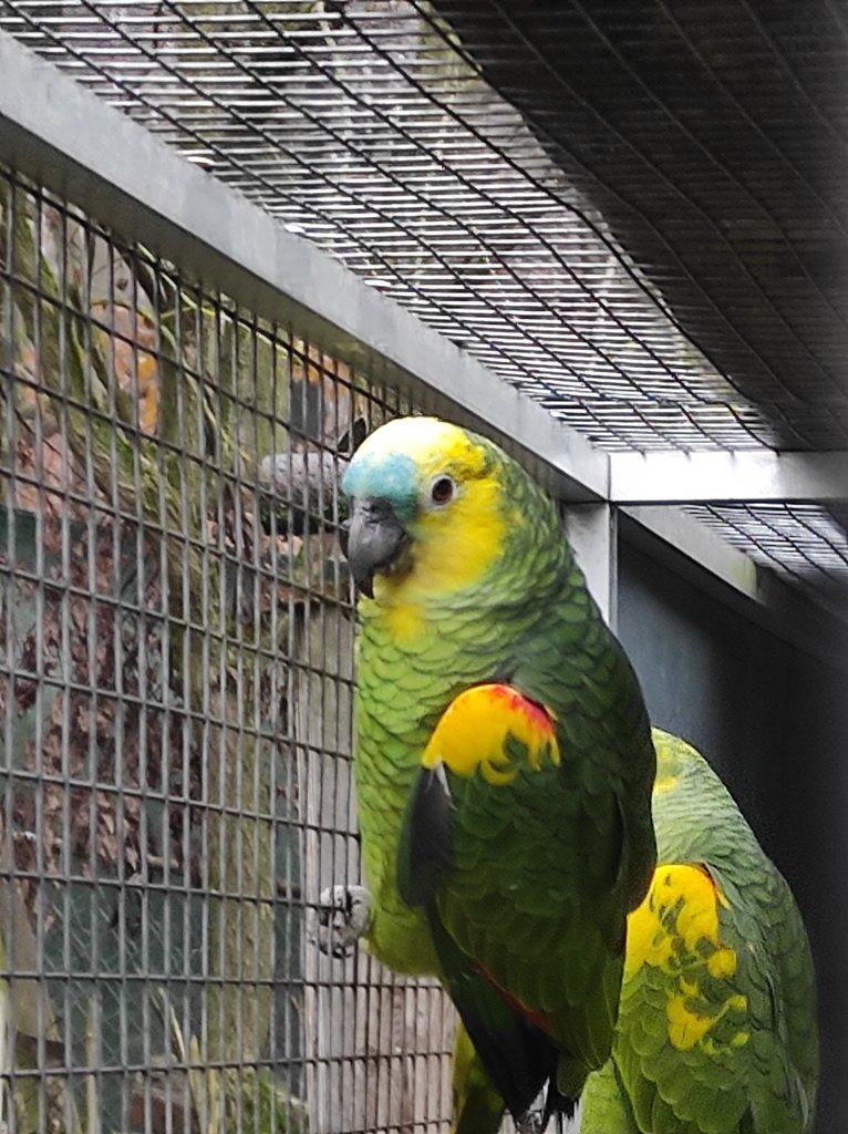 Amazoňan modročelý