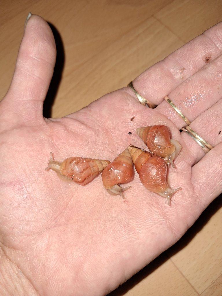 Exotičtí šnečci Limicolaria Orange