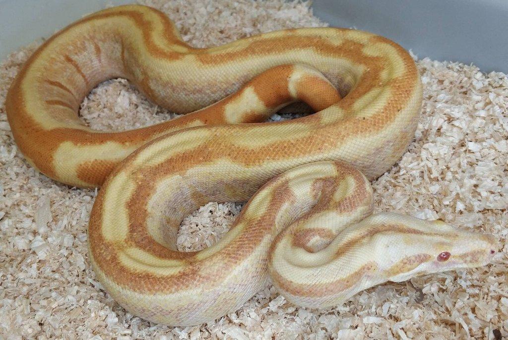 Boa imperator - Paraglow Motley Jungle, Sunglow Motley