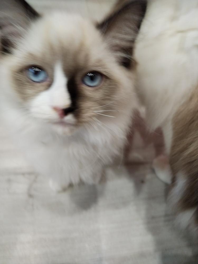 Koťátka Ragdoll s PP