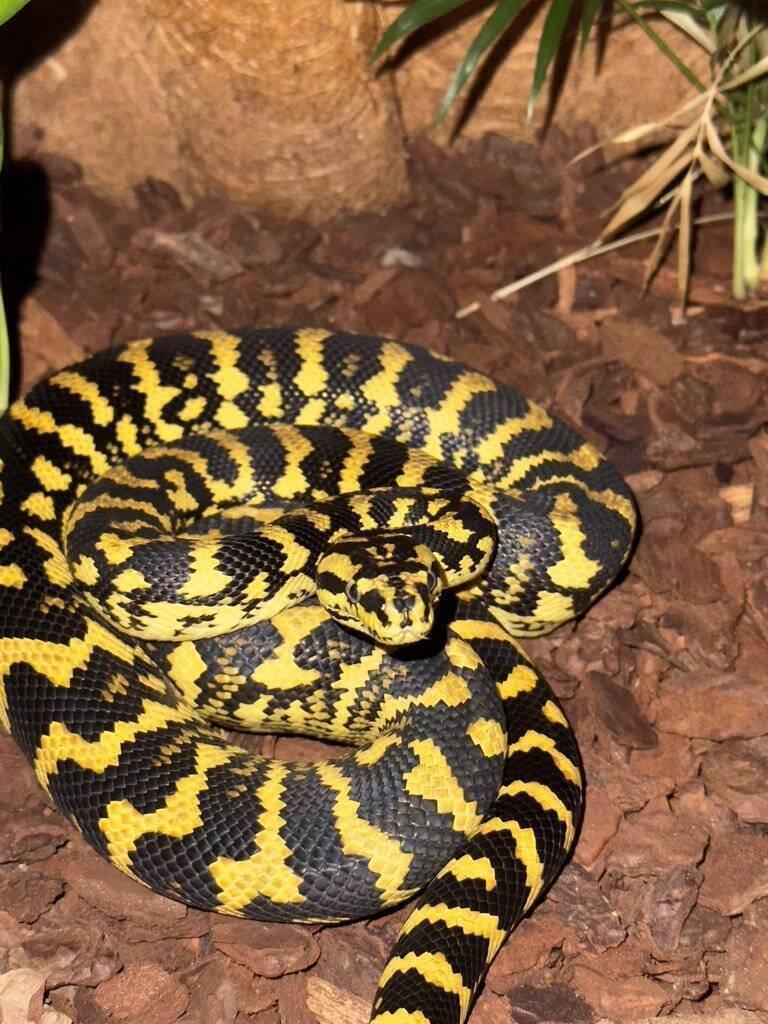 Mláďata krajty Cheyneovy 07/25 (Morelia spilota cheynei)