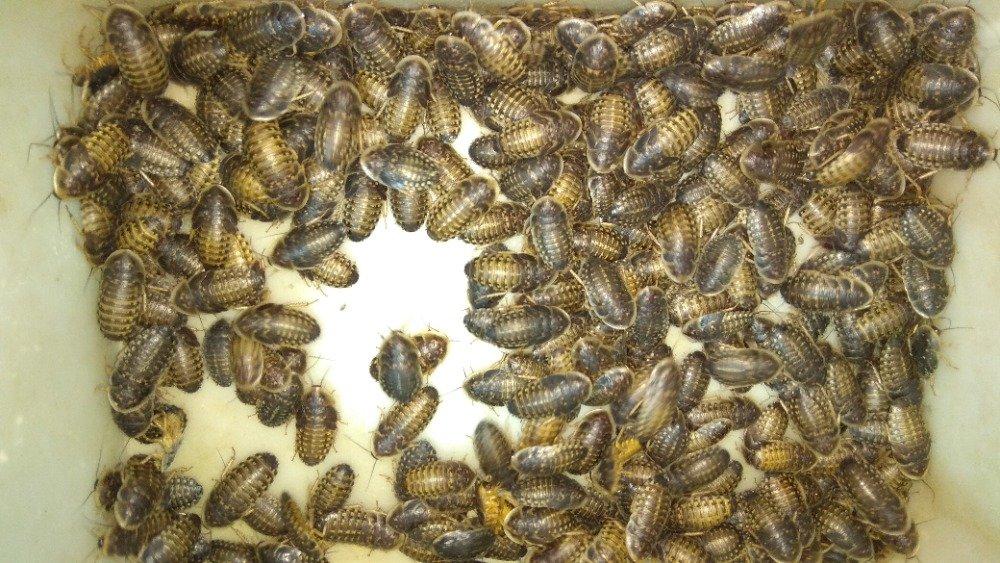 Švábi Blaptica dubia 3-4cm, 1ks /2,50kč