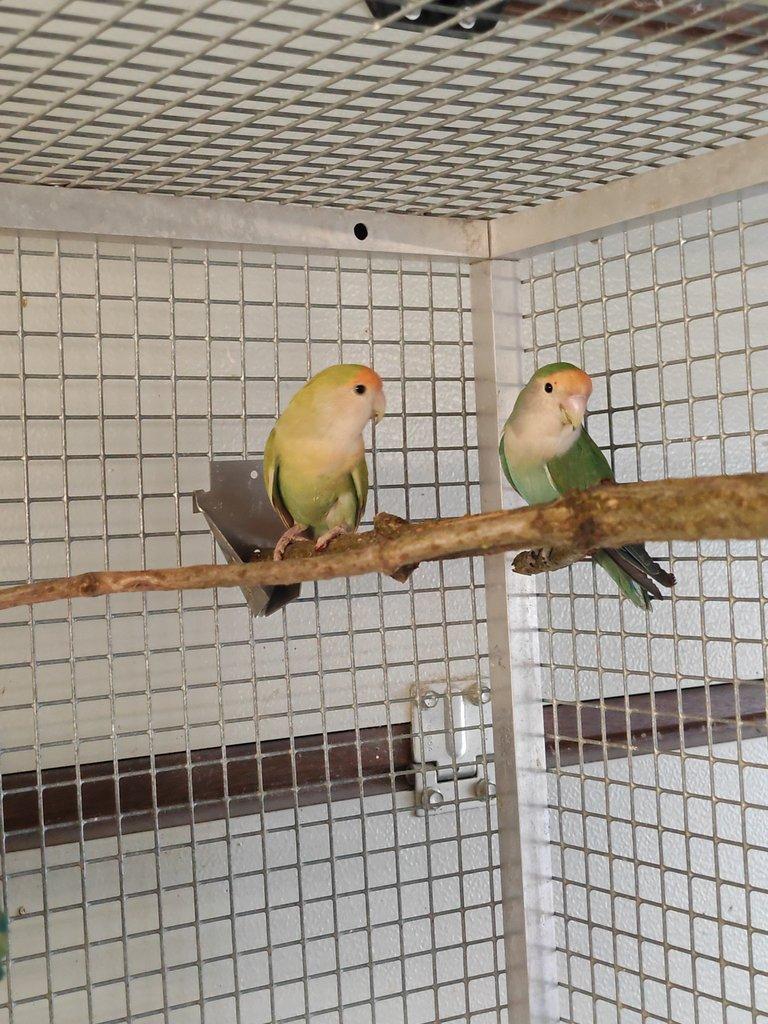 Agapornis růžohrdlý pár