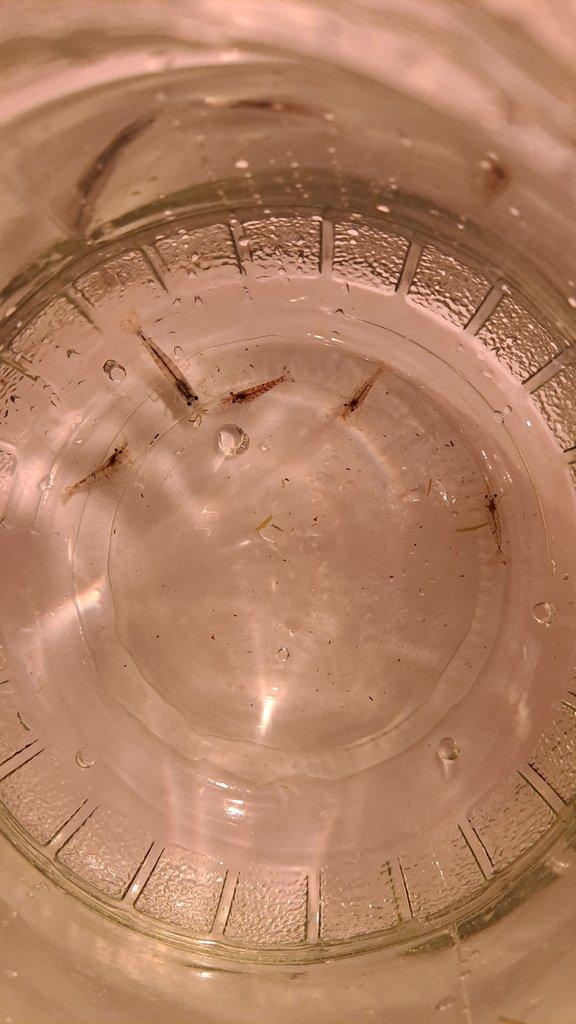 KREVETYK, PISKOŘKY PRODEJ